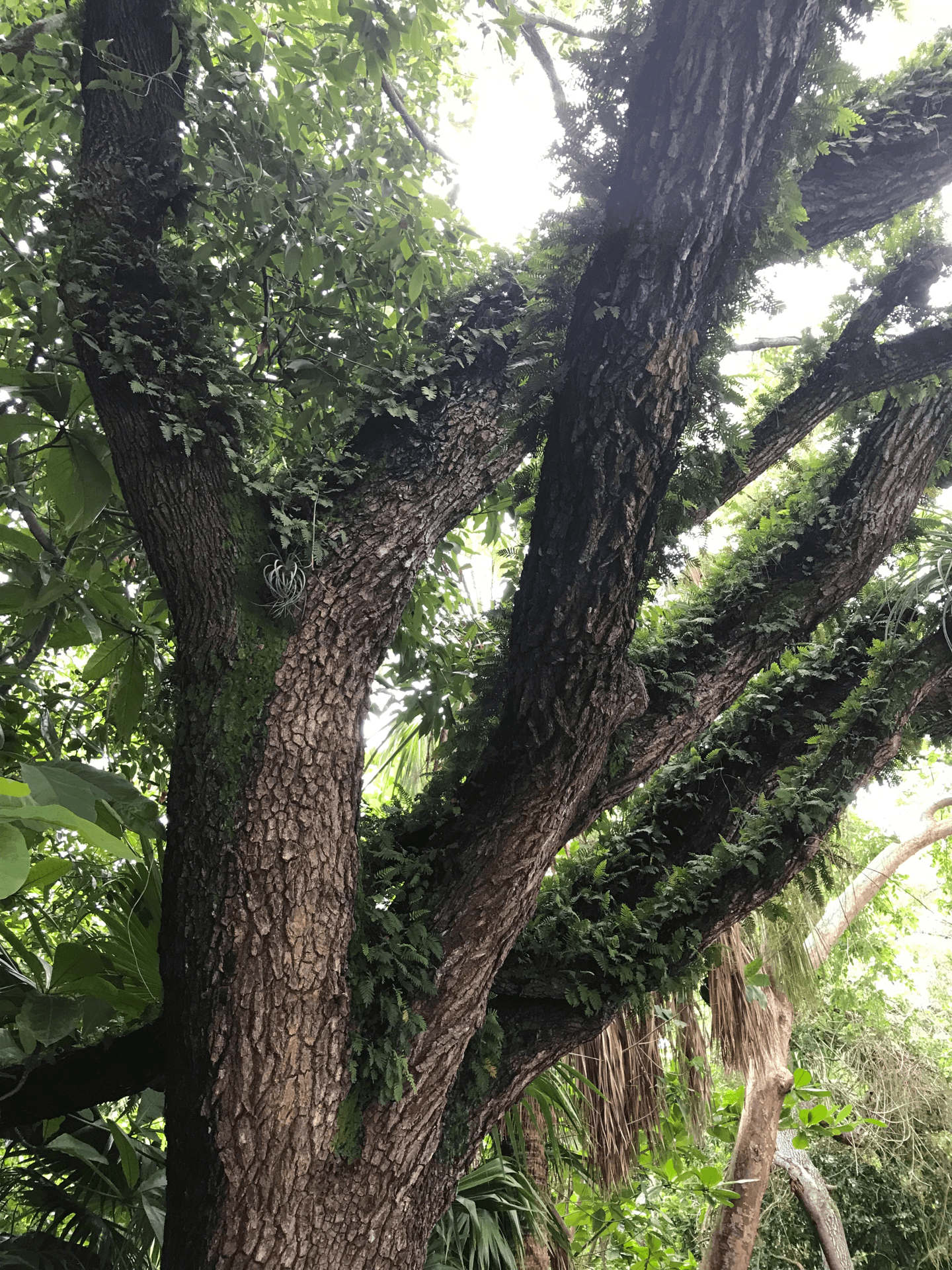 Arbor care and tree services