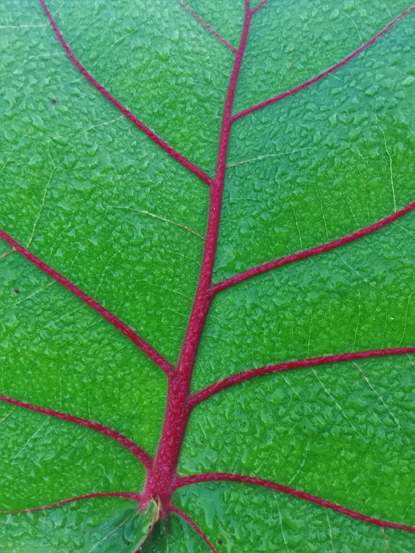 Lush green leaf